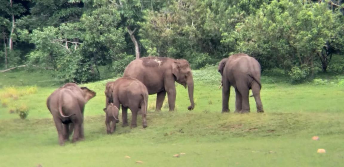 Aditi Thekkady Exteriör bild