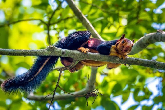 Aditi Thekkady Exteriör bild