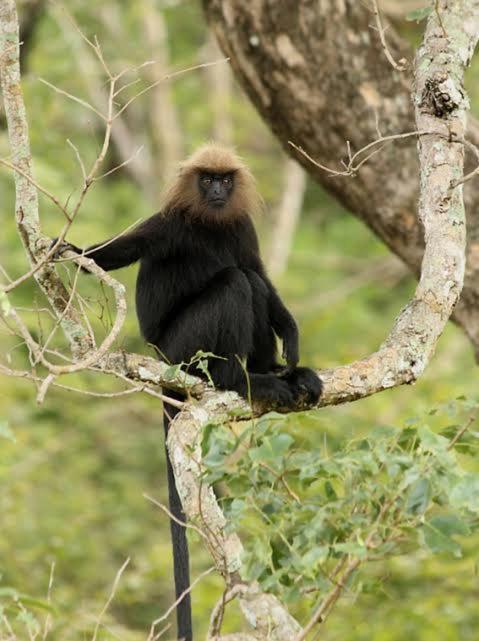 Aditi Thekkady Exteriör bild